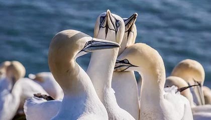 jiuyou.com_ 专业裁判员队伍不断壮大，确保比赛公平公正环境，裁判员应具备的业务素质和工作准则
